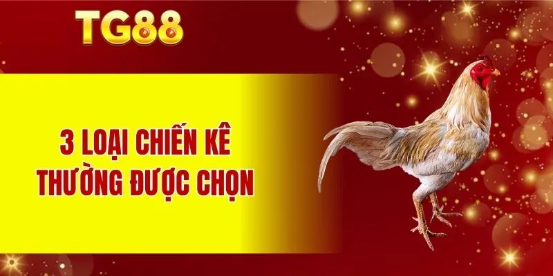 3 loại chiến kê thường được chọn
