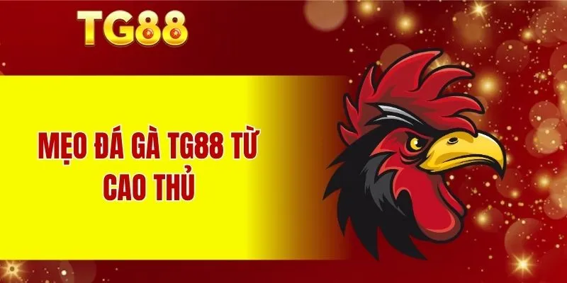 Mẹo Đá Gà TG88 từ cao thủ